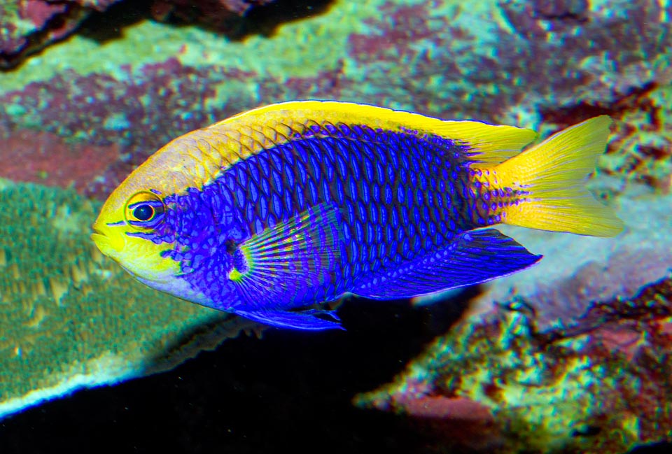 Chrysiptera starcki, Pomacentridae, Damigella di Starck Inconfondibile per la vistosa fascia gialla dorsale che va dalla coda al mento, si nutre di plancton, alghe e piccoli crostacei bentonici
