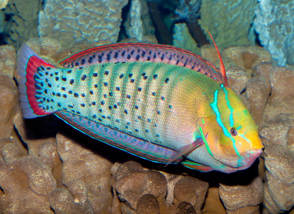 This is a big female in transition livery. The drawings on the head are more marked and we begin to see the vertical bands on the sides of the male livery