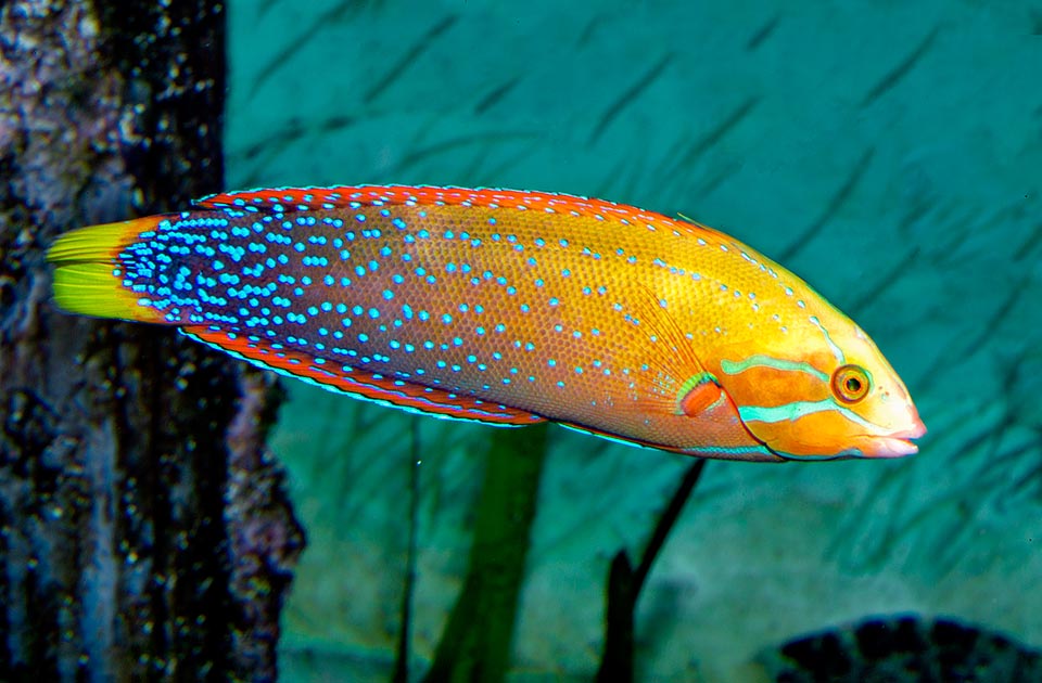 Quand ils atteignent 10 à 25 cm les subadultes sont tous devenus des femelles, une étape obligatoire avant de se transformer en mâles 