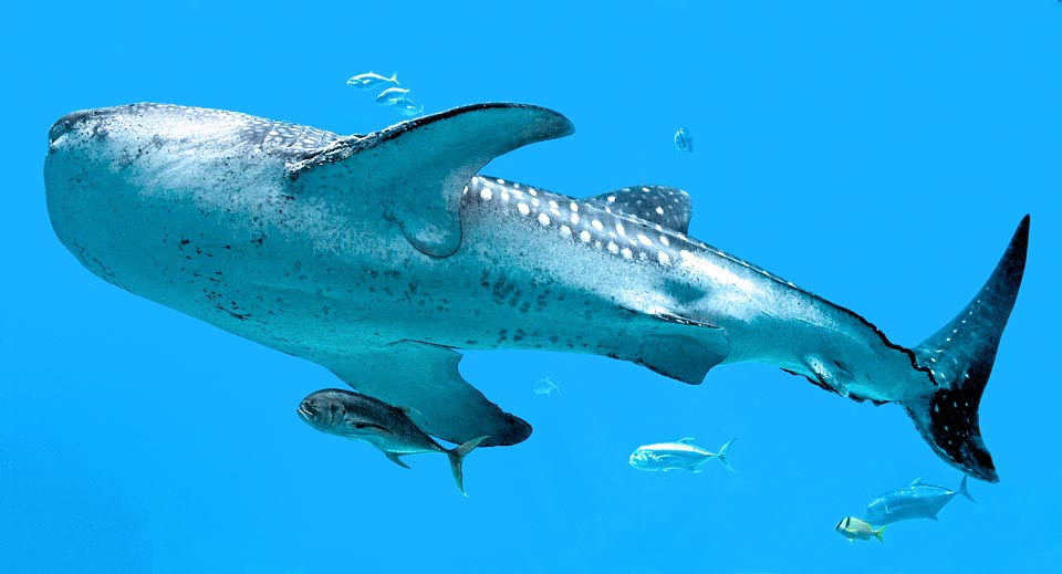 Rhincodon typus, Rhincodontidae, Requin-baleine