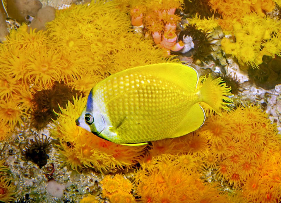 Ma dato il vasto areale i colori sono localmente spesso diversi e la terza fascia chiara può attenuarsi fin quasi a sparire 