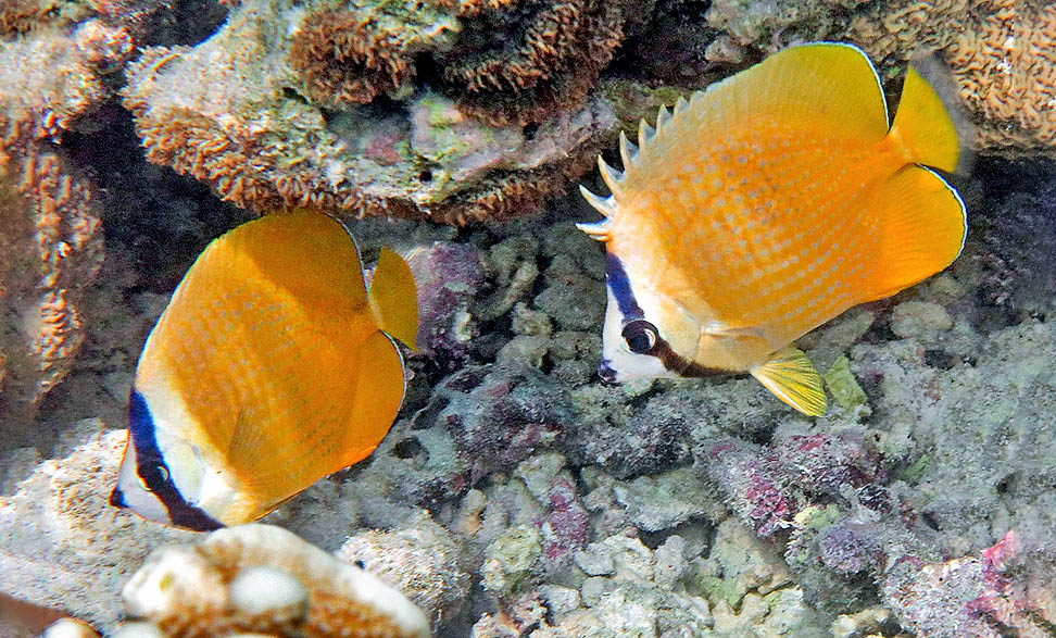 Chaetodon kleinii, Chaetodon kleinii, Chaetodontidae