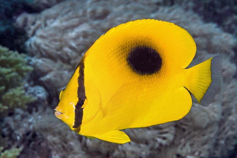 Vive in acque relativamente basse, in genere a 10-15 m di profondità, ma si può trovare anche a 3 m e può scendere fino a 30 m
