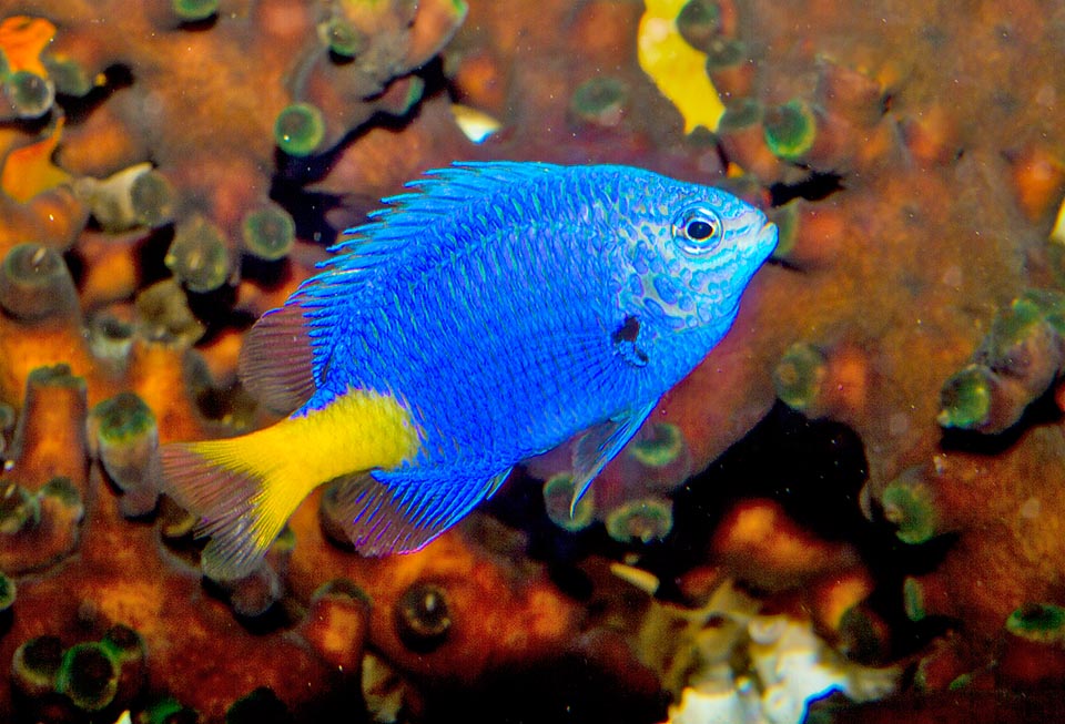 The eggs, monitored and ventilated by the male, are glued to the seabed. Easy to nourish, it reproduces even in modestly sized aquaria, but then the larvae die of hunger