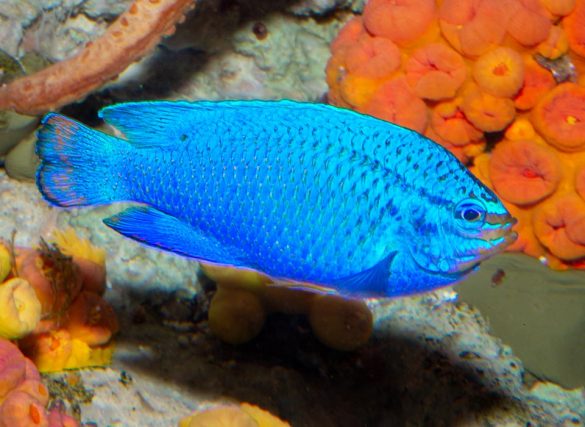 Chrysiptera cyanea Monaco Nature Encyclopedia