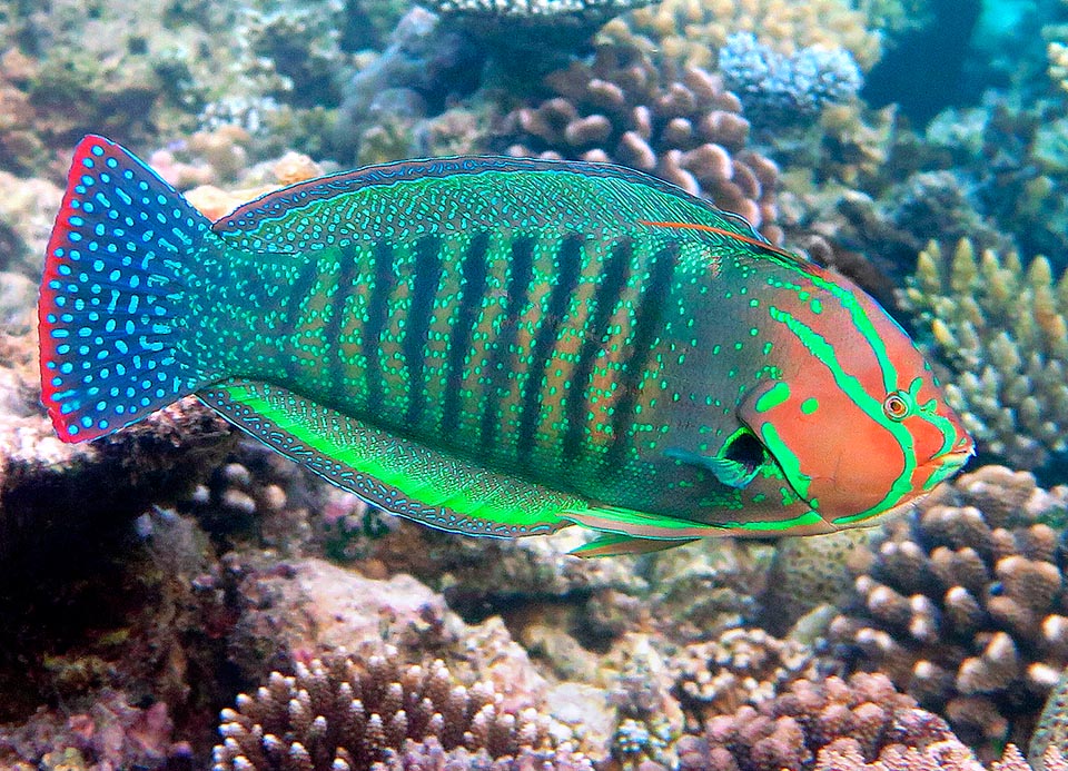 Macho en librea nupcial. El dibujo de la cabeza está más definido y el color de fondo es verde con vistosos reflejos esmeraldinos. La cola es muy distinta: azul oscura con un elegante moteado celeste y el margen rojo intenso. Los machos dominantes alcanzan los 60 cm y poseen uno o más harenes que controlan durante el periodo reproductivo