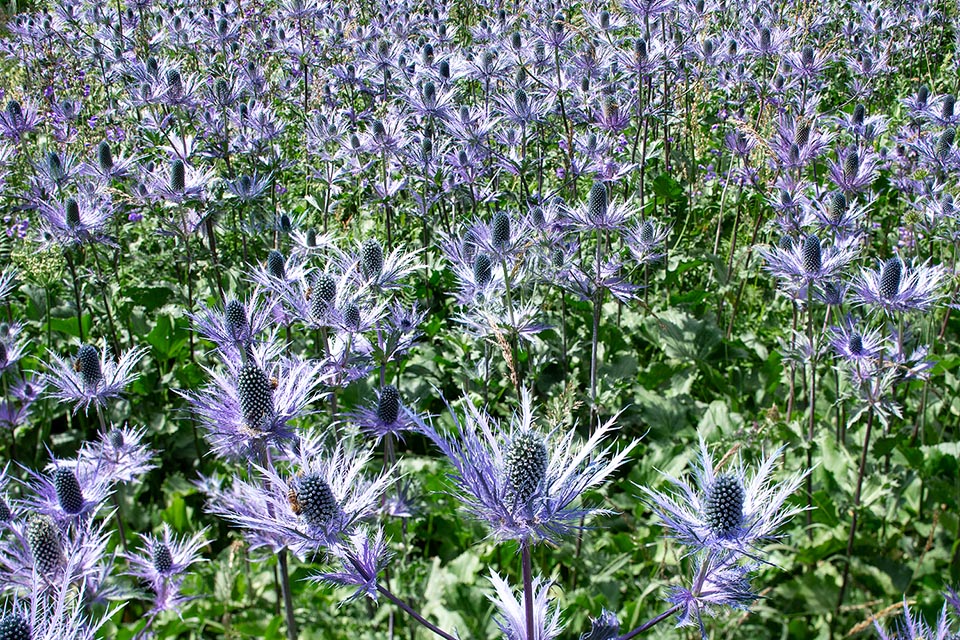 Eryngium alpinum, Apiaceae, Panicaut des Alpes, Reine des Alpes