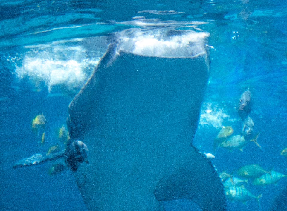 Rhincodon typus, Squalo balena alimentazione Rhincodon typus, Squalo balena, Rhincodontidae