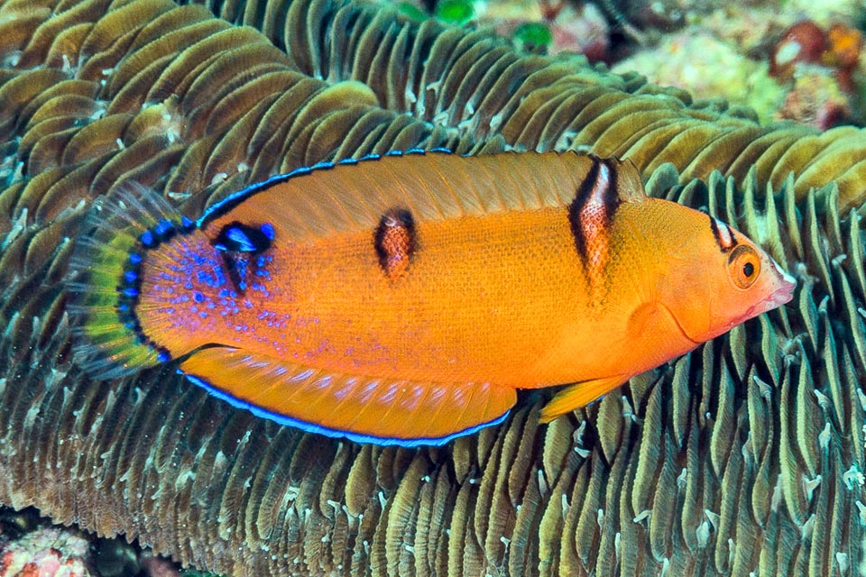 La queue jaune typique de l'espèce apparaît peu à peu et la couleur bleu azur se dessine sur le bord des nageoires ainsi qu'une élégante série de points 