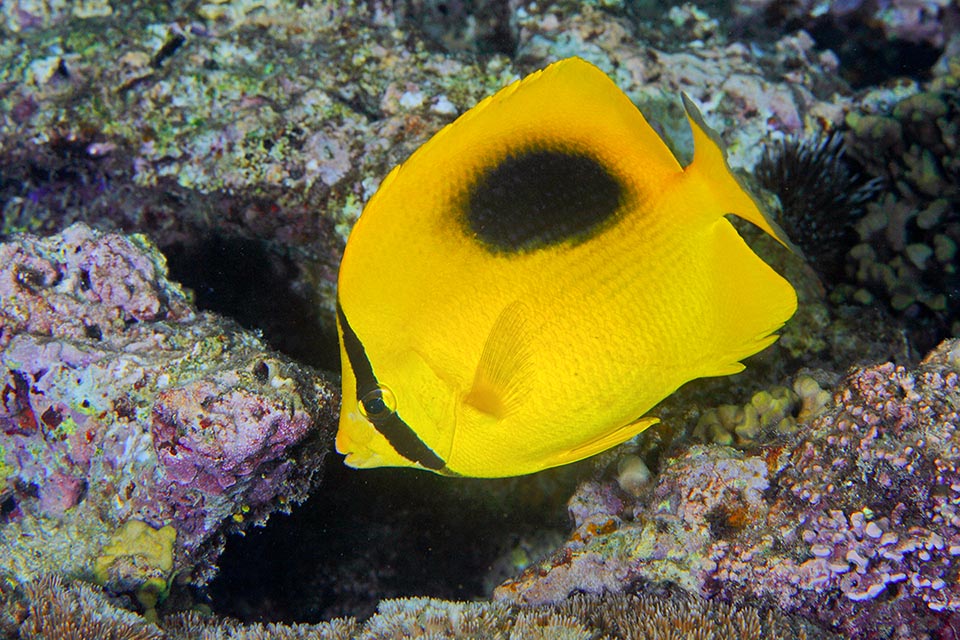 Eccolo nel chiaro-scuro di un fondale. La fascia nera sul giallo sgargiante nasconde l’occhio spezzando il contorno del pesce e la grande macchia sfumata sembra un anfratto