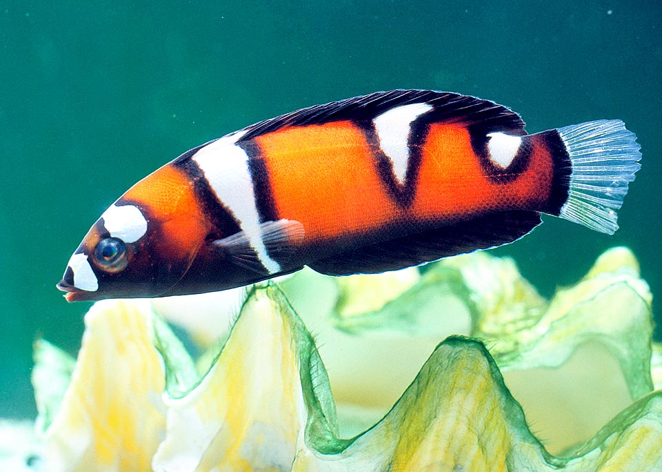 The livery of first young phase is orange-red with 5 showy white spots edged black arranged like a saddle on the back. Then, after the here shown phase, we get gradually to the female livery. The juveniles, ready to silt in case of danger, initially eat zooplankton, small crustaceans and amphipods, but as soon as the solid incisors appear the diet suddenly changes, because the adults can break the most substantial armours, like the sea urchins, crabs, gastropods and bivalves during the reproductive period 