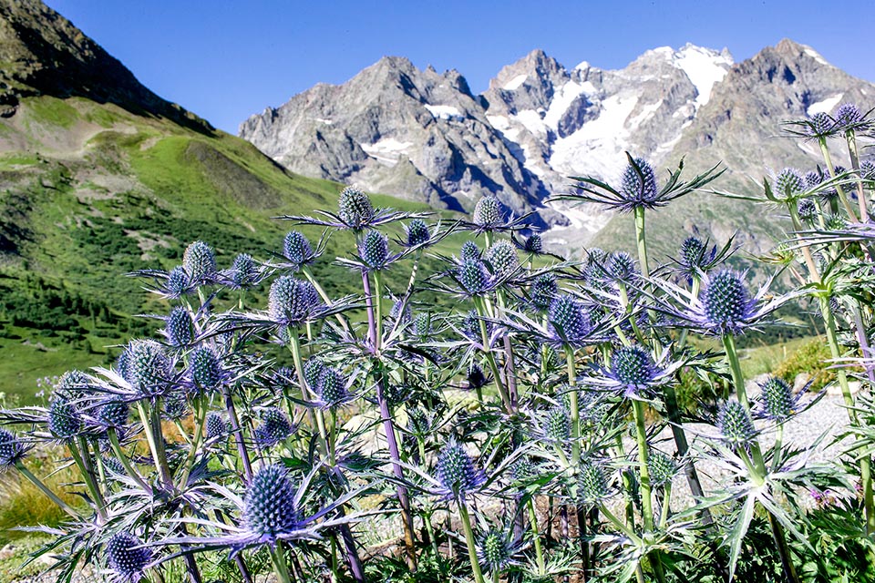 Eryngium x zabelii, Apiaceae