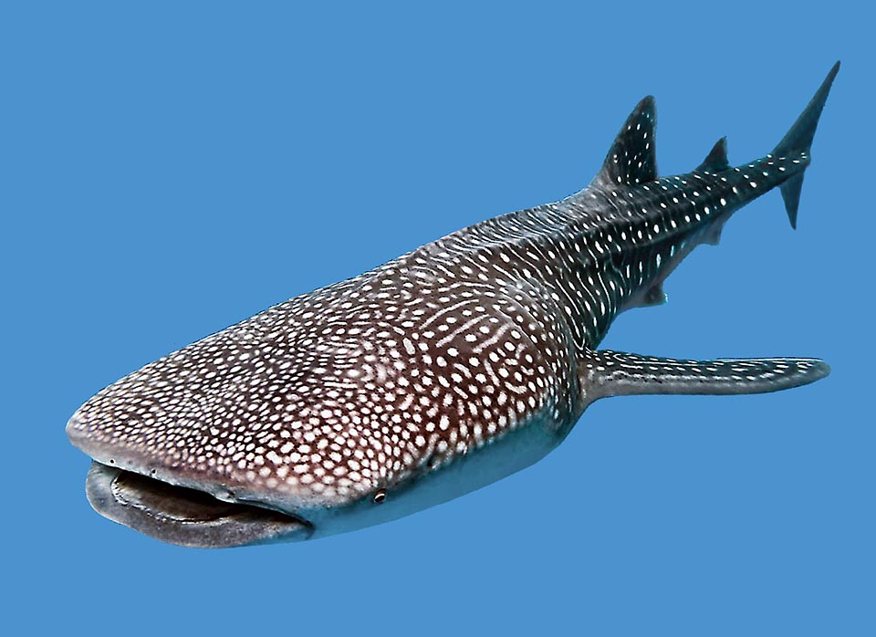 Rhincodon typus, Squalo balena Rhincodon typus, Squalo balena, Rhincodontidae