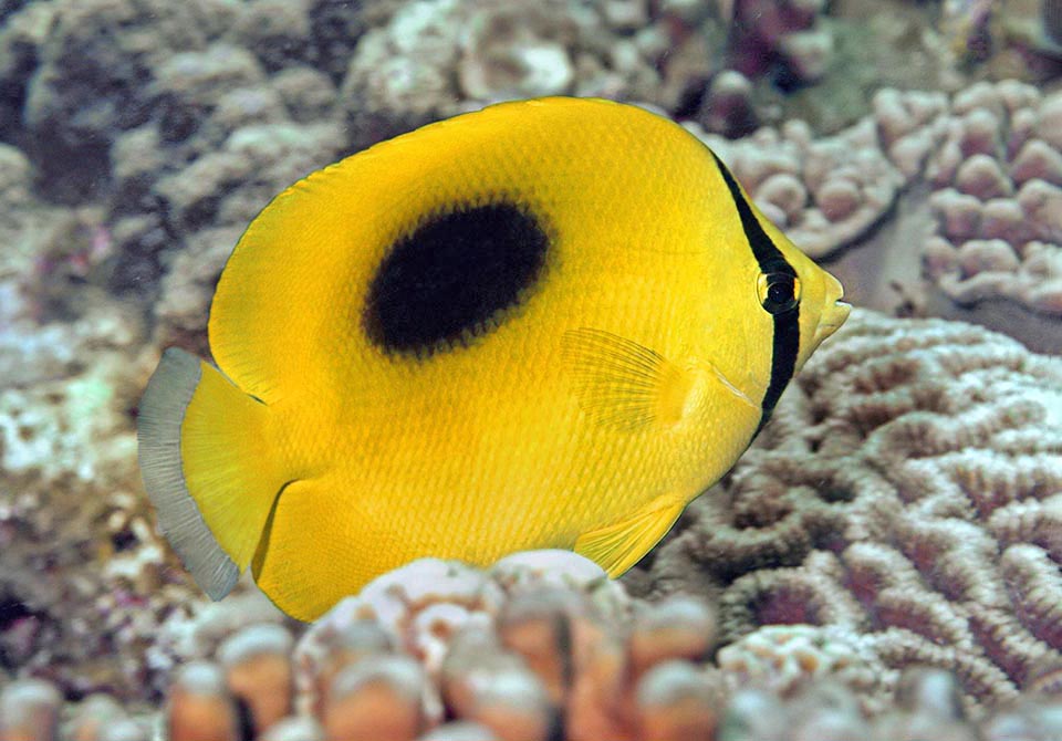 Avec des effectifs qui peuvent doubler en moins de 15 mois, et un très faible indice de vulnérabilité à la pêche ce n'est pas actuellement une espèce menacée