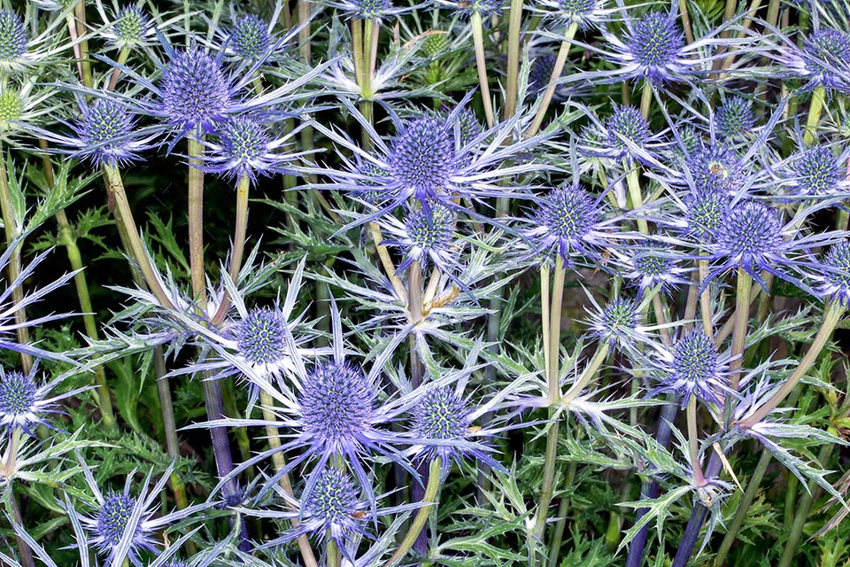 Eryngium x zabelii, Apiaceae