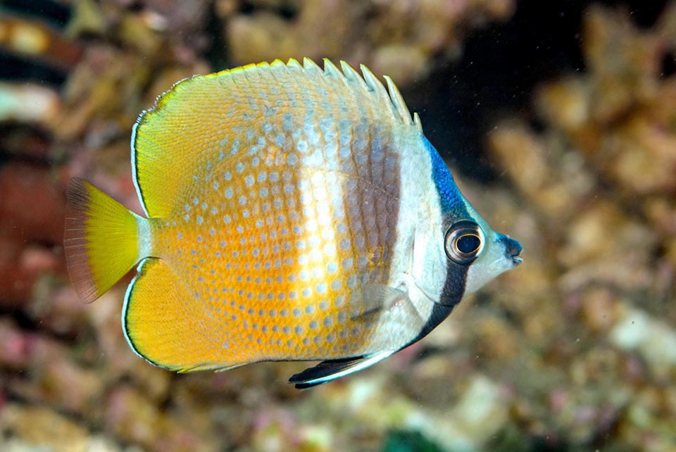 Como todos los peces mariposa, cuando tiene problemas, endereza su aleta dorsal para mostrar sus radios espinosos defensivos y parecer más grande para los depredadores 