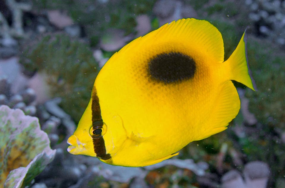 Chaetodon speculum eats mainly Cnidarians, polyps of madrepores and anemones fungus, but also eats small invertebrates it finds among the corals