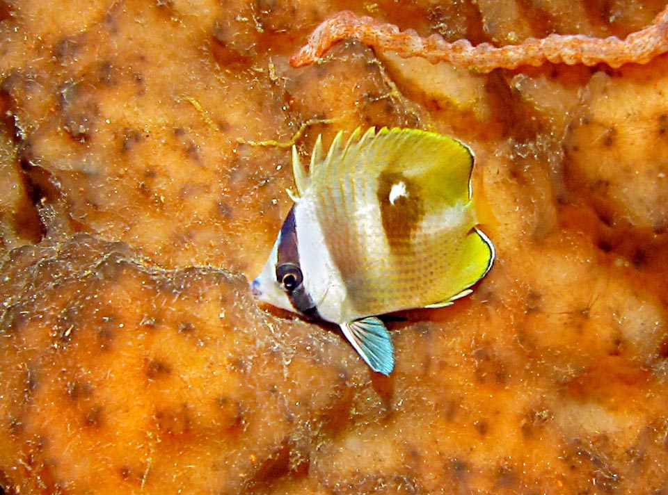 An already gritty juvenile protected by the mimetic livery displaying a fake eye. Chaetodon kleinii is not an endangered species 