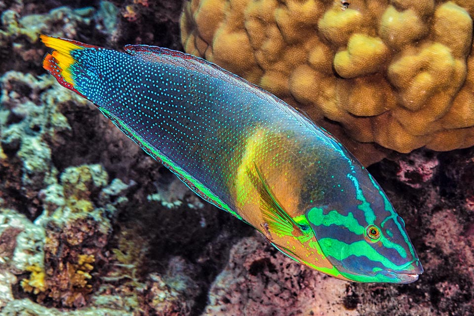 Coris gaimard vit dans les eaux tropicales du Pacifique et celles limitrophes de l'océan Indien mais pour certains il atteindrait l'Inde et les côtes africaines