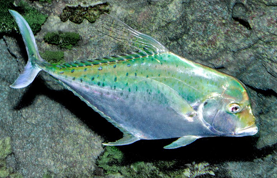 Alectis indica, Carangidae, Indian threadfish