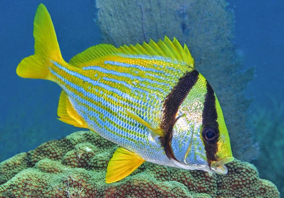 Anisotremus virginicus è una specie molto comune dell’area caraibica, fino al Brasile. Verso Nord è stata introdotta alle Isole Bermuda