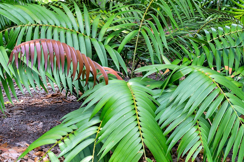 Ceratozamia decumbens, Zamiaceae