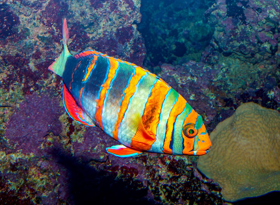 Il Labride Arlecchino (Choerodon fasciatus) ha una distribuzione vasta ma frammentata nel Pacifico occidentale