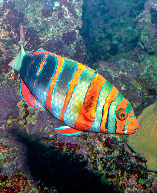 Choerodon fasciatus, Labride Arlecchino, Labridae Choerodon fasciatus, Labride Arlecchino, Labridae