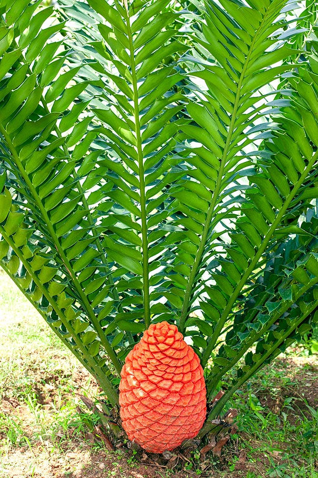 Encephalartos ferox, Zamiaceae