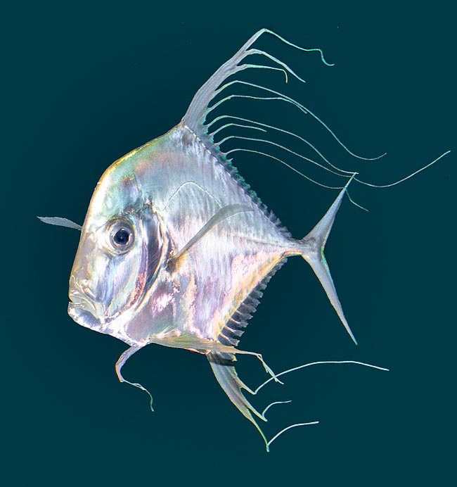 Alectis indica, Carangidae, Indian threadfish