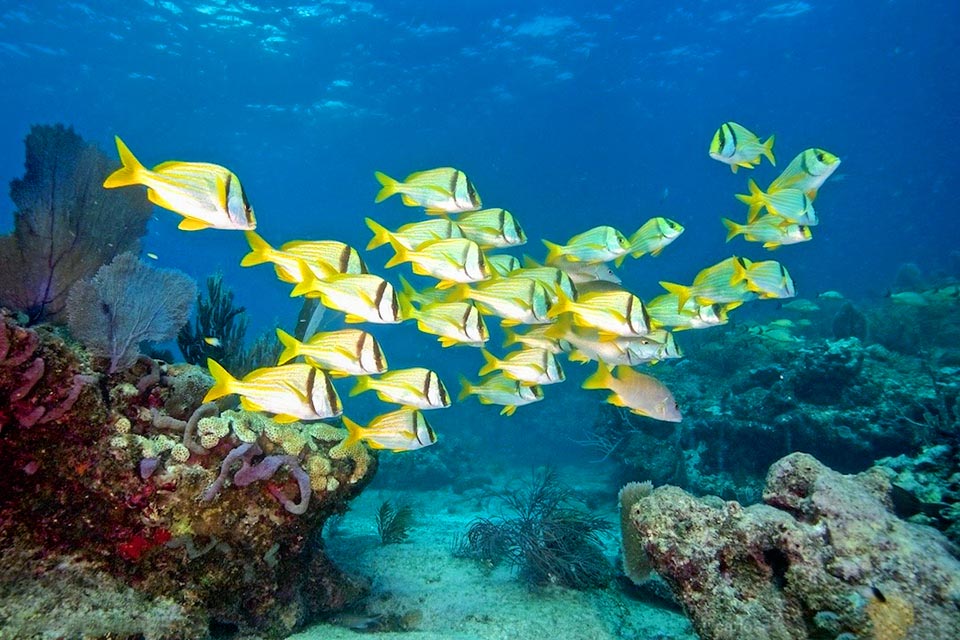 Social the day, it is easy to meet in schools that rest, almost still, often along the slopes of the rocky walls and of the reefs