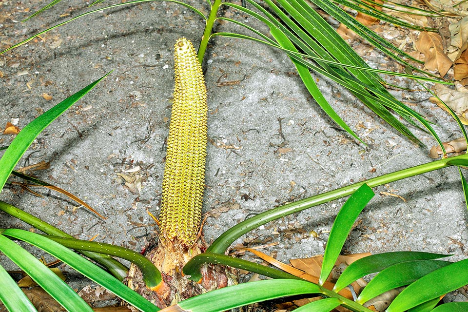 Ceratozamia decumbens, Zamiaceae