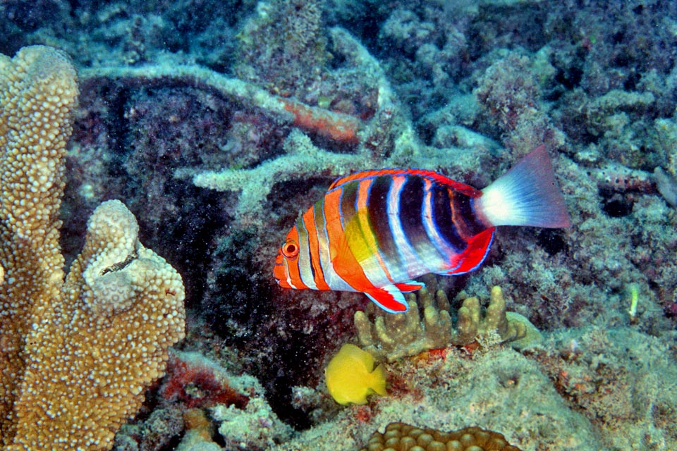 Lungo fino a 30 cm, nuota fra 5 e 35 m di profondità lungo le scarpate esterne dei reef, ricche di prede, grotte e nascondigli