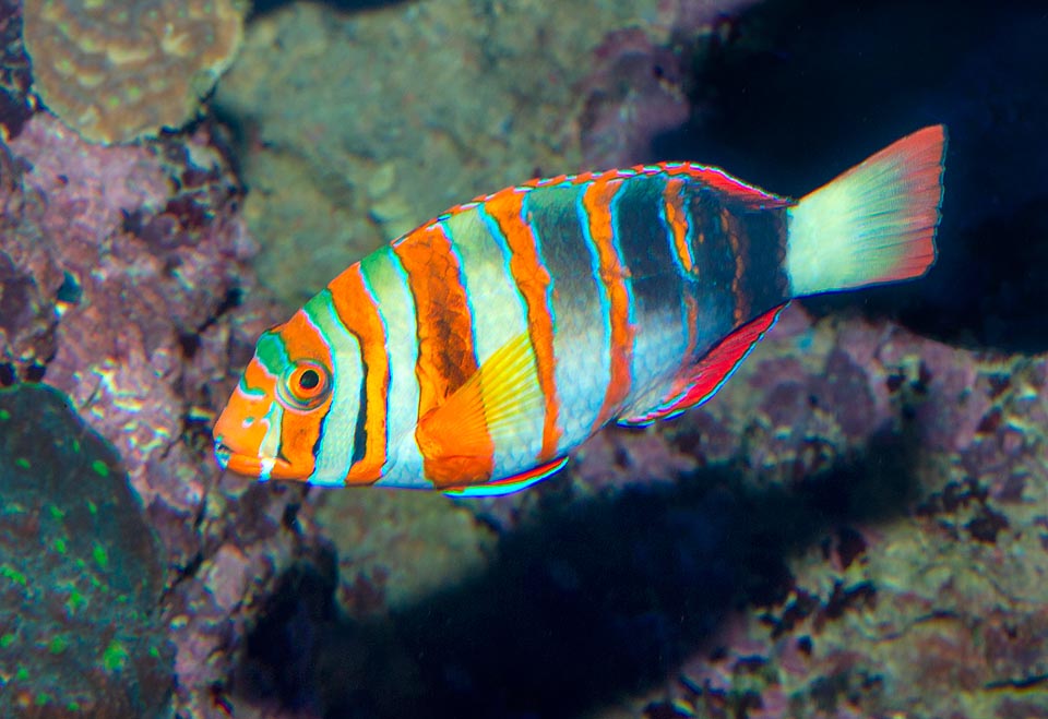Choerodon fasciatus, Labride Arlecchino, Labridae Choerodon fasciatus, Labride Arlecchino, Labridae
