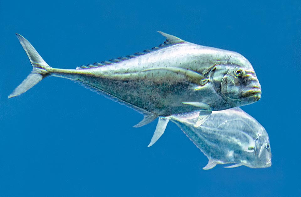 Alectis indica, Carangidae, Indian threadfish