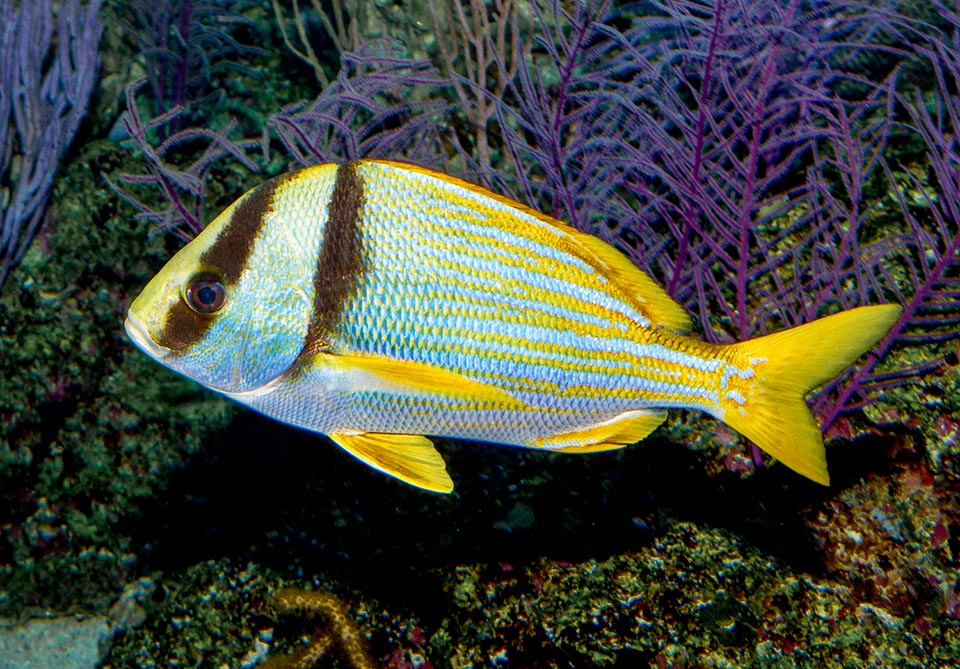 Caza de noche, en solitario, alimentándose de gusanos, camarones, moluscos, estrellas y erizos de mar. No tiene dientes incisivos pero sí robustas mandíbulas