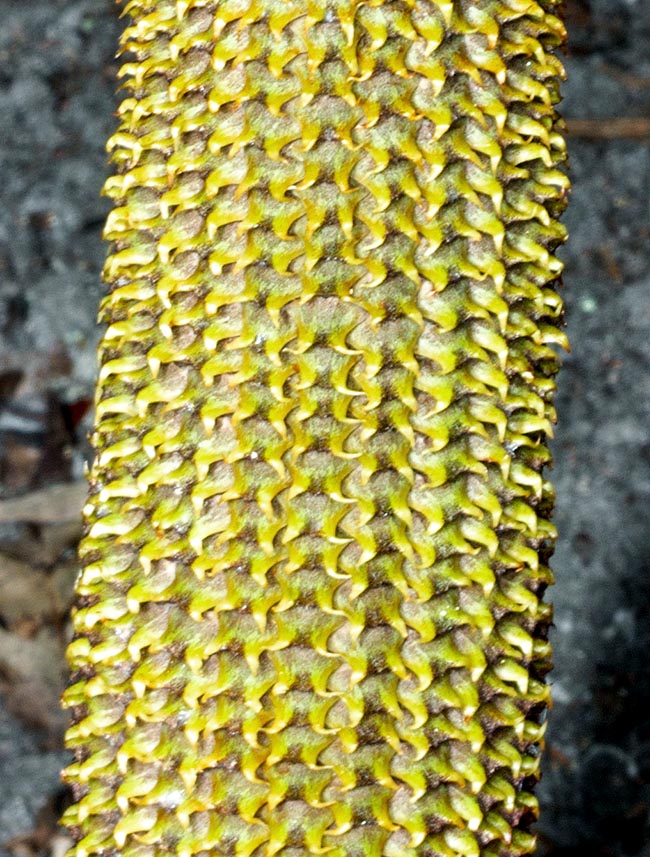 Ceratozamia decumbens, Zamiaceae