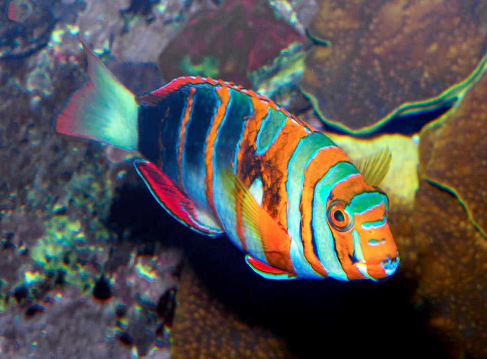 With its blue protruding canines it breaks the mollusks shells and the crustaceans and sea urchins shells but it also eats small worms and starfishes 