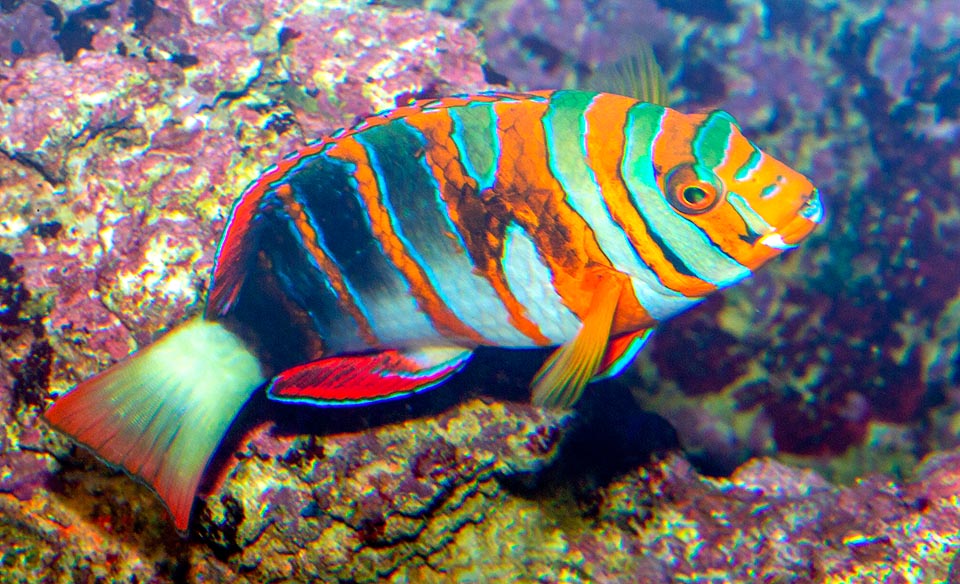 C-464-3 Choerodon fasciatus