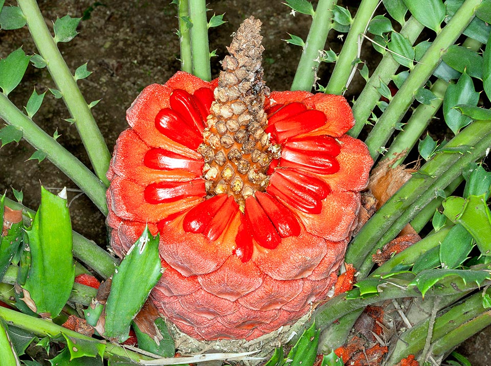 Encephalartos ferox, Zamiaceae