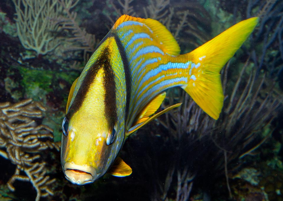 Near the jaw, on the chin, we note two small orifices, very sensitive movement receptors, able to localize even the worms moving under the sand