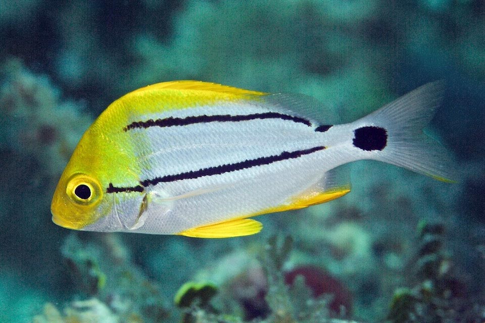 With the growth of the back, the second horizontal mimetic line is well marked, head and fins become gradually yellow and can be seen the two future bands 