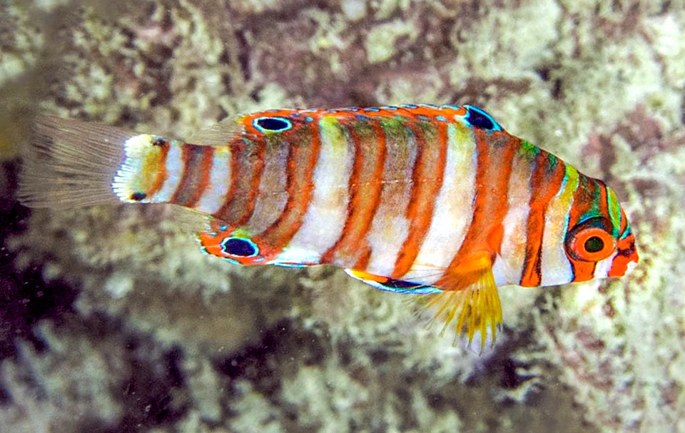 Un giovane con vistosi ocelli per confondere le idee ai predatori. Choerodon fasciatus è un pesce timido che in acquario si nutre dopo gli altri, ma in natura non è a rischio