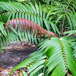 Zamiaceae Archivi - Monaco Nature Encyclopedia