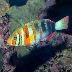 Choerodon fasciatus Monaco Nature Encyclopedia