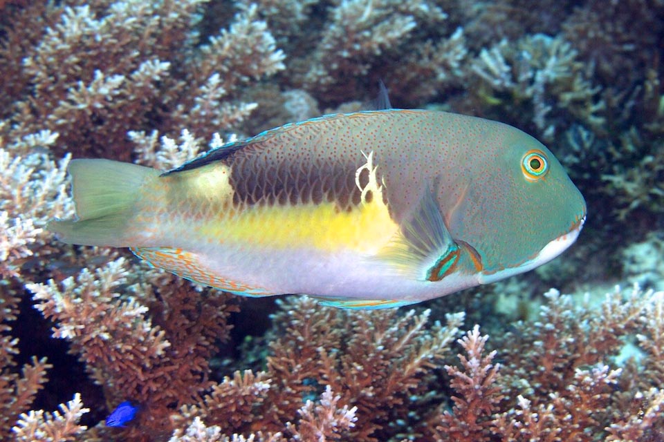 Mouchetures et arabesques mises à part, le contraste jaune-noir-blanc, parfois intense, rompt visuellement le contour camouflant la tête, tandis que la queue claire distrait et confond les prédateurs. C'est un poisson intelligent qui utilise des outils pour fendre les bivalves dont il est gourmand. Il les jette à plusieurs reprises sur une pierre particulière, qu'il choisit sur son territoire, utilisée comme marteau. La reproduction s’effectue en groupe et les œufs sont abandonnés aux courants 