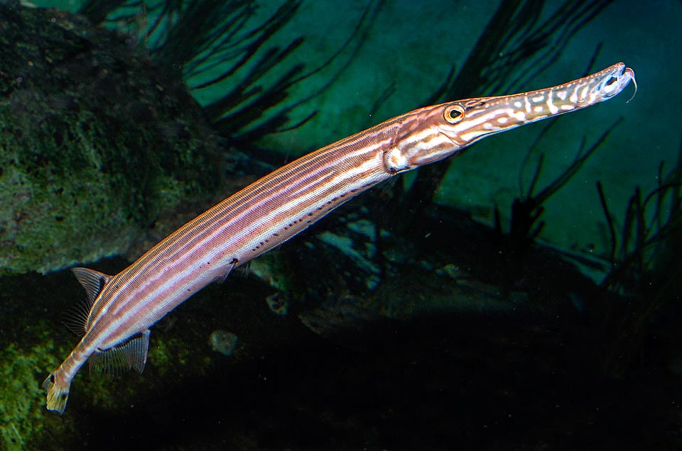 Apart the size, seen that it reaches 80 cm, Aulostomos chinensis is related to the pipefish and the seahorses belonging to the same order of the Syngnathiformes. Present in almost all tropical Indo-Pacific waters, is able to change livery faster than a chameleon. Pale parallel lines on reddish background are a frequently seen