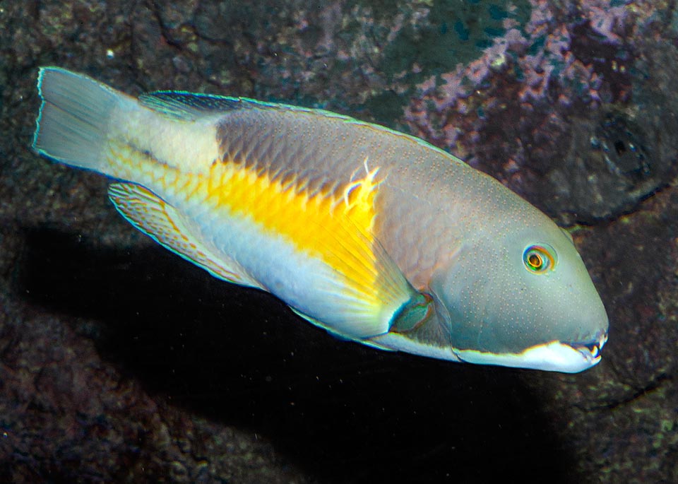 Pêché pour les aquariums quand il est petit et adulte pour les marchés locaux aux poissons, cette espèce atteint 50 cm de taille dans l'Indopacific tropical