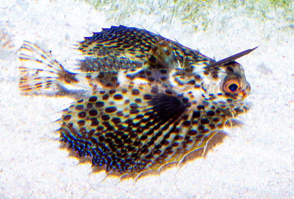 Dactyloptera orientalis, Oriental flying gurnard, Dactylopteridae