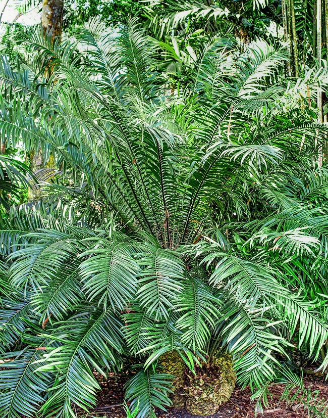 Encephalartos hildebrantii, Zamiaceae
